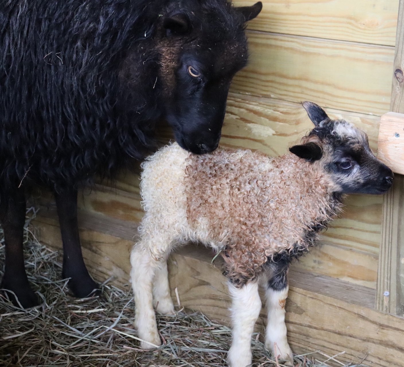  Maple and her new ram lamb! 