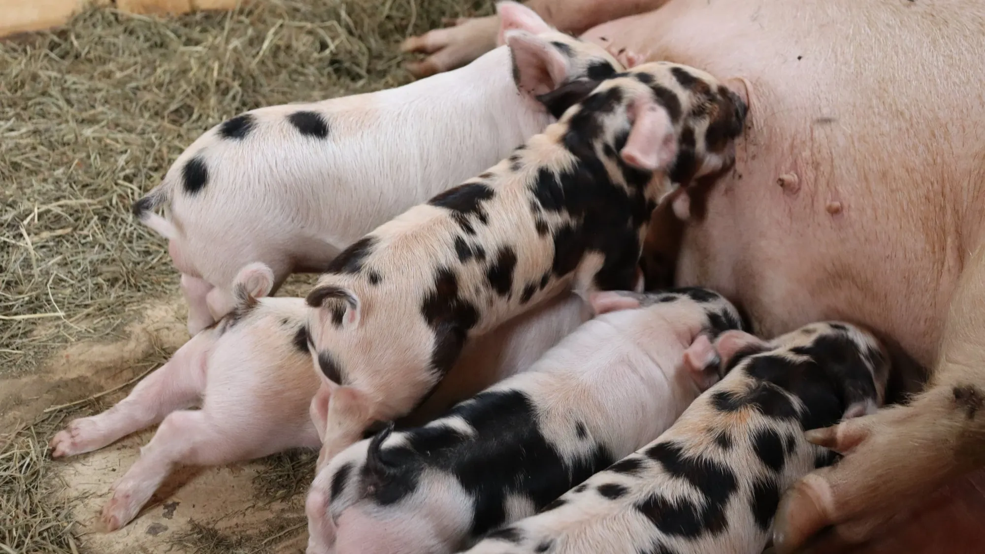 Notification List & Sales Policy