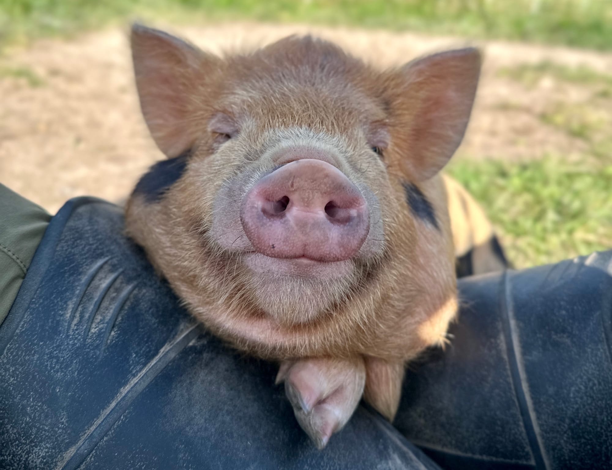 Understanding COI: Why We Focus on Low Coefficient of Inbreeding