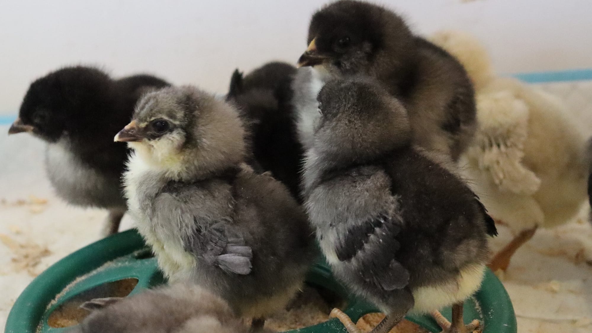 Results of our First Hatch of 2022!