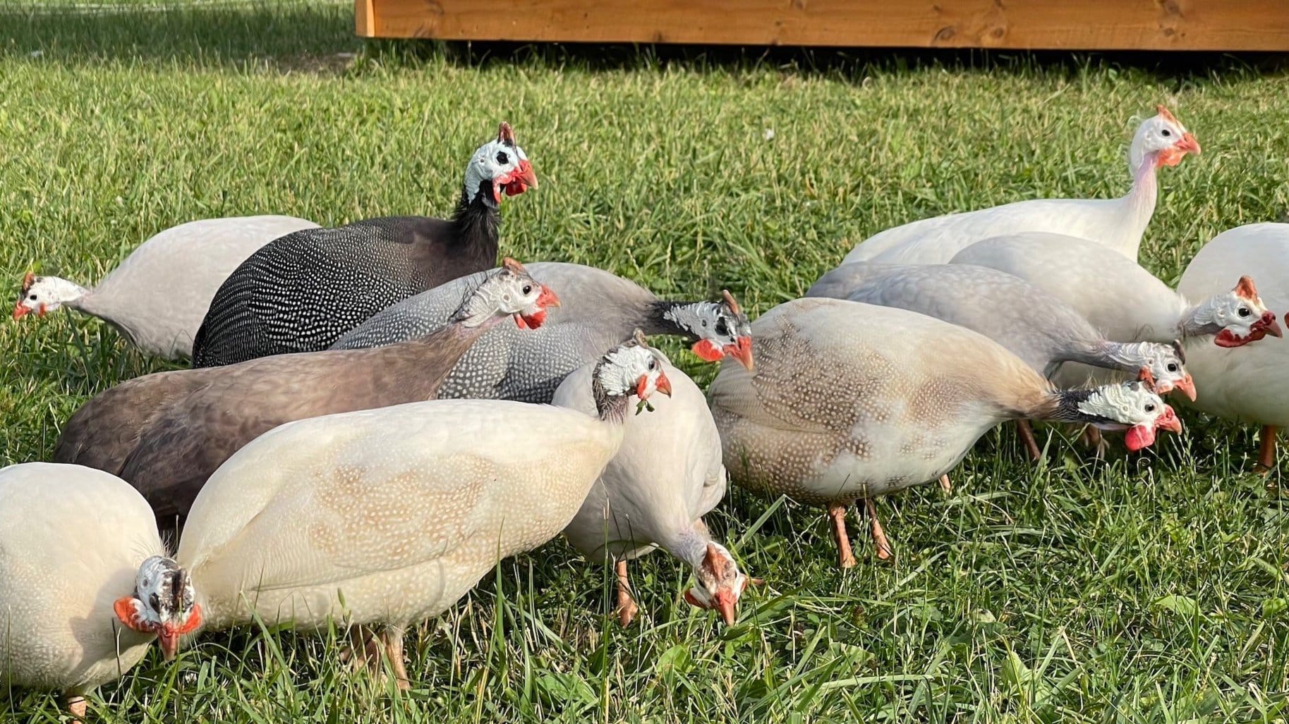 8 Things You Should Know About Raising Guinea Fowl