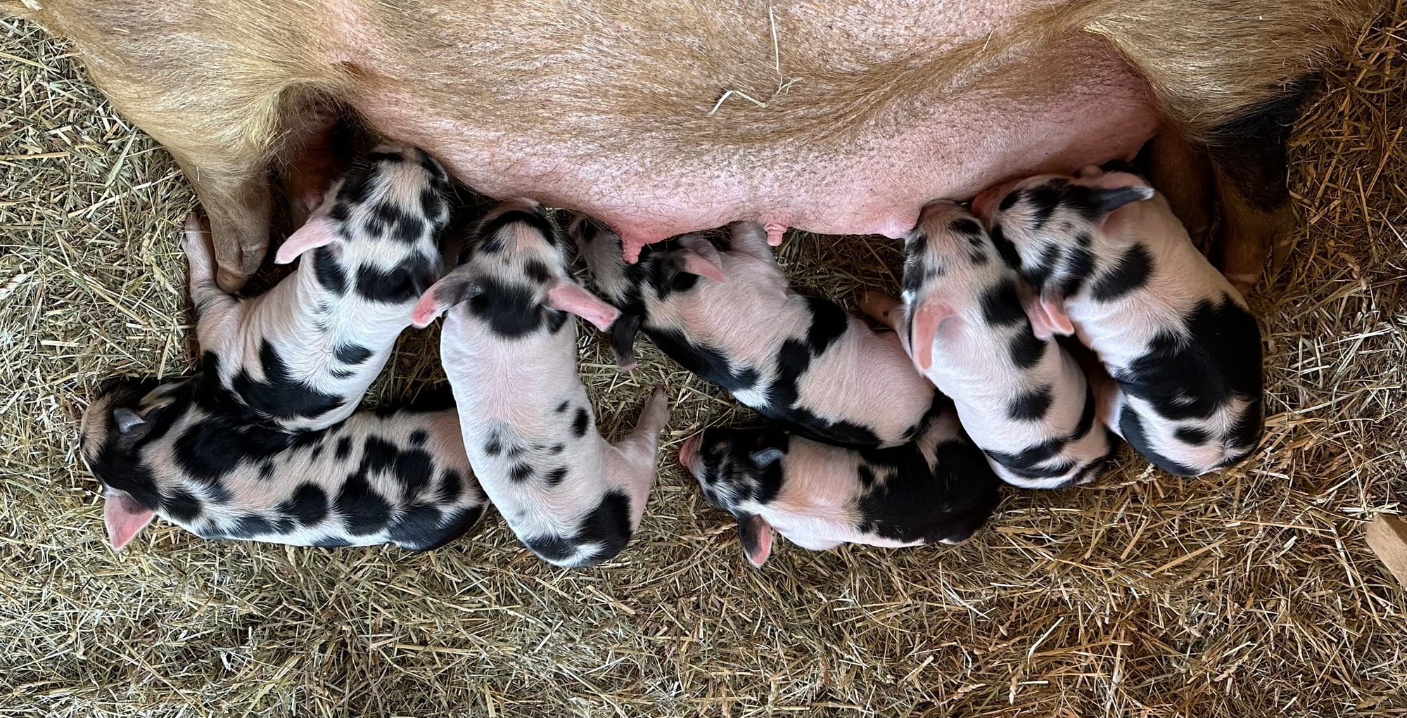 2025 Farrowing Plans!