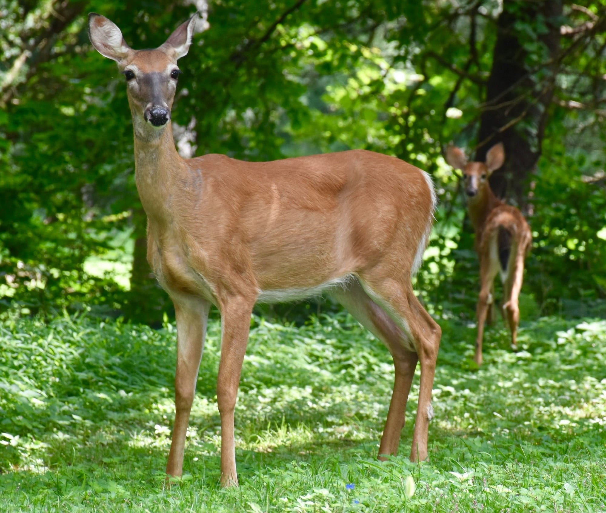 Reflecting On My 2019 Deer Season