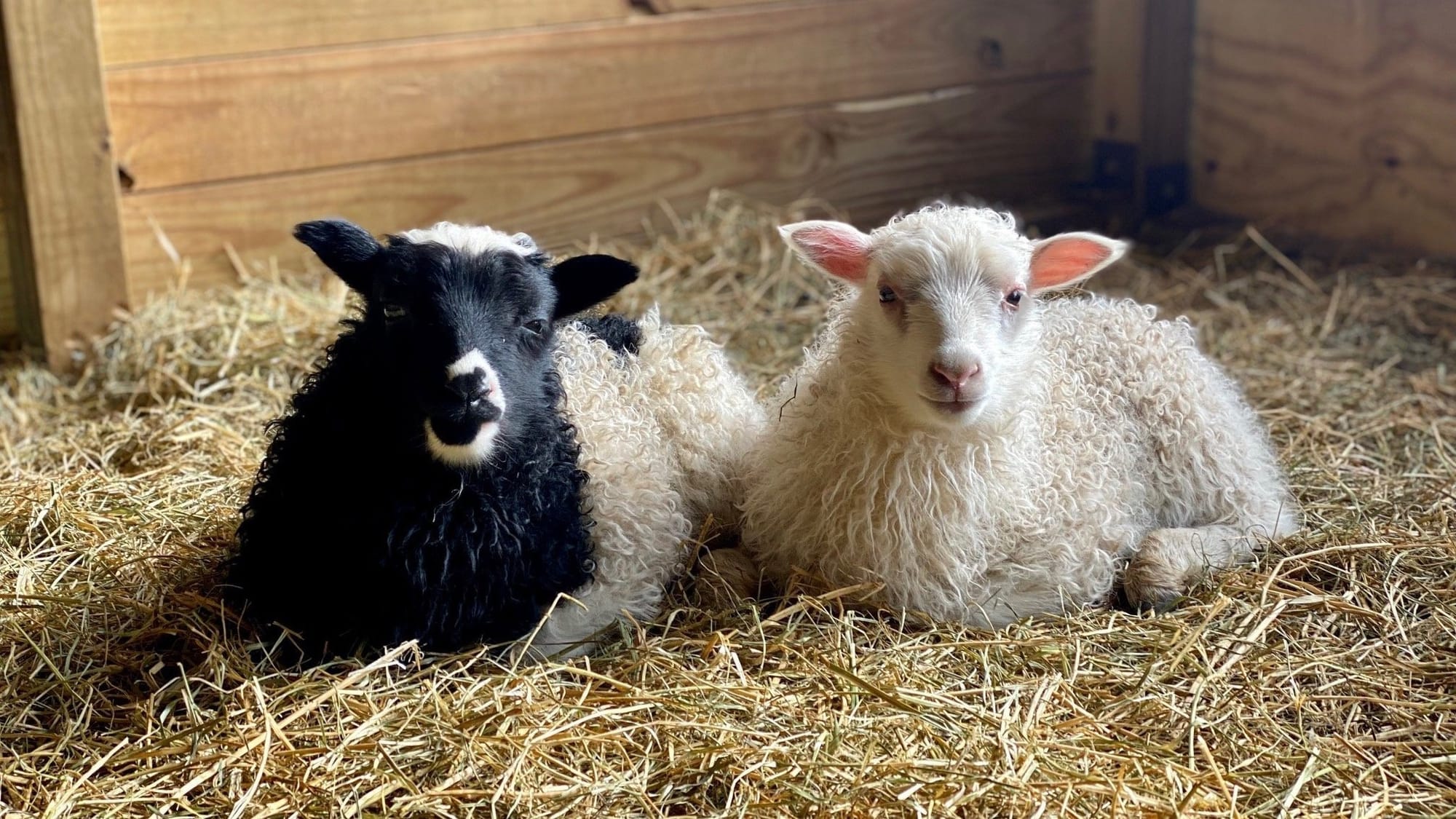 2023 Lambing Season Recap