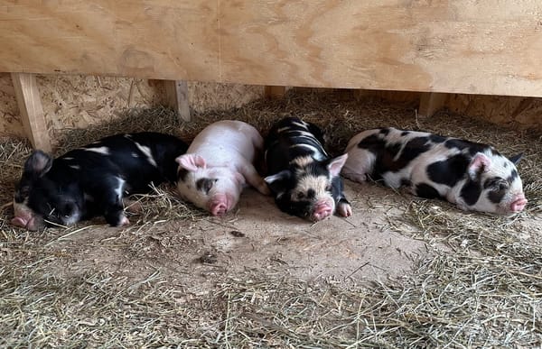 Preparing for Farrowing Day: Signs, Setup, and What to Expect