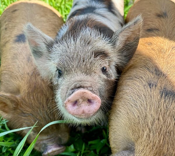 The Best Grasses and Forage for KuneKune Pastures