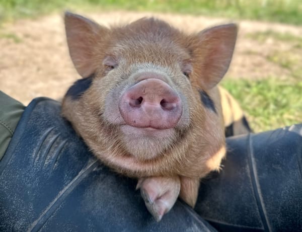 Understanding COI: Why We Focus on Low Coefficient of Inbreeding