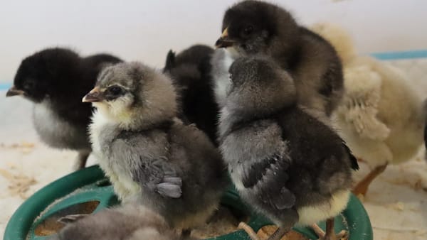 Results of our First Hatch of 2022!