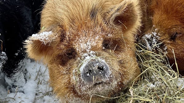 Ginger pig with snow on its face