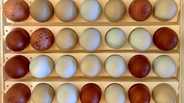 Our First Chicken Hatch of 2022