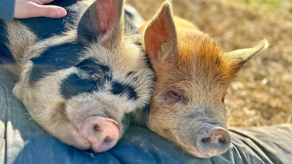 KuneKune Bloodlines