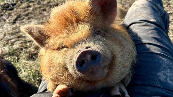 Our KuneKune Preventative Care & Vaccination Program