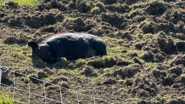 Understanding and Minimizing Rooting Behavior