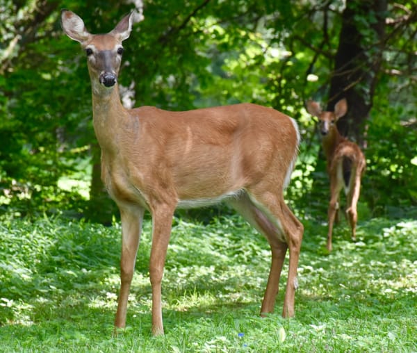 Reflecting On My 2019 Deer Season