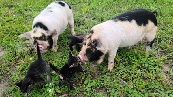 Can KuneKune Pigs Cohabitate with Other Livestock?