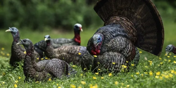 Review: Avian-X Turkey Decoys